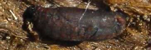 Pupae